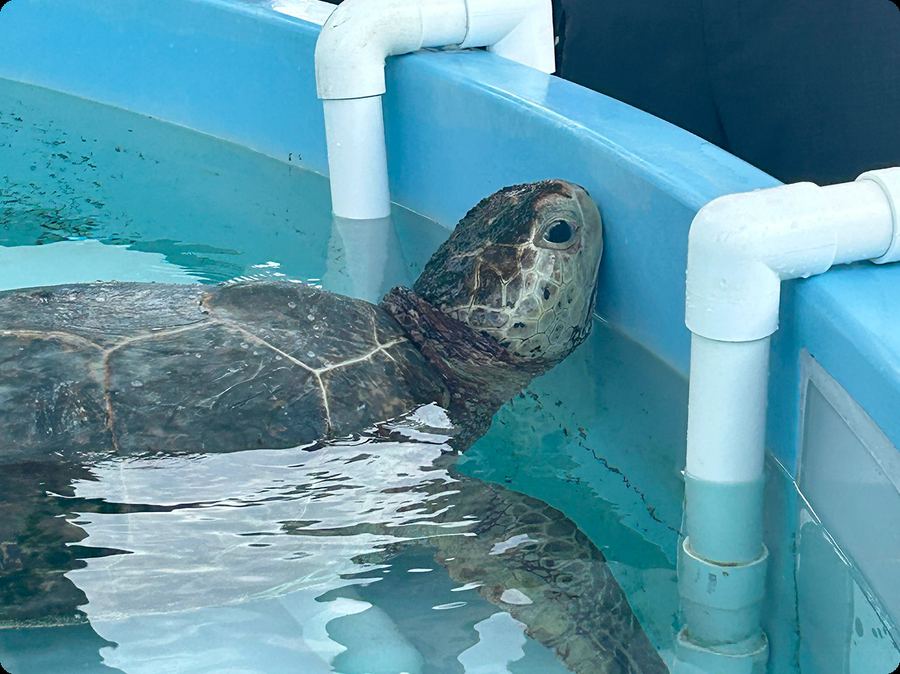 A sea turtle resting in a rehabilitation tank